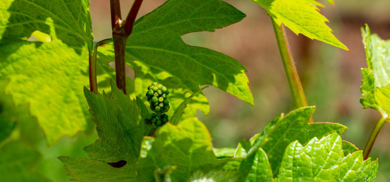 A banner image of a close up of a tiny cluster of wine grapes forming amongst spring leaves in an Oregon vineyard.
