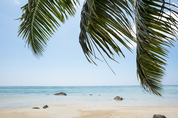Palm Leaves Near The Idyllic Beach