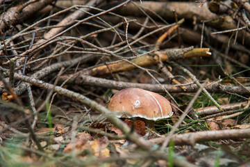 mushroom in the forest