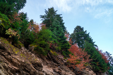 Spruce tree against the blue sky in the light of early sunset