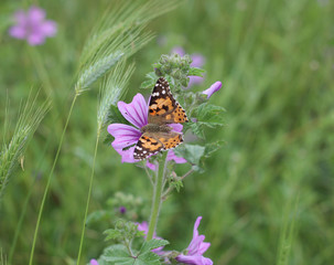 An orange butterfly sits on a flower on the field.