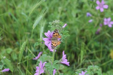 An orange butterfly sits on a flower on the field.