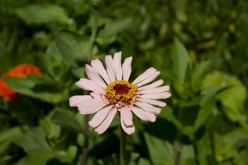 Obraz premium pink flower