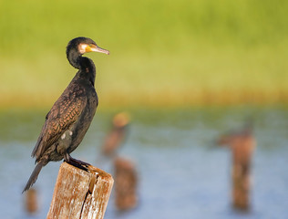 カワウ　鵜　大井ふ頭中央海浜公園　東京湾