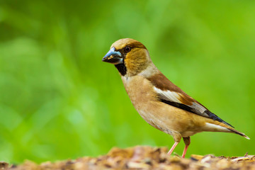 Cute little bird Hawfinch. Hawfinch is feeding on the ground. Green nature background. Bird: Hawfinch. Coccothraustes coccothraustes.