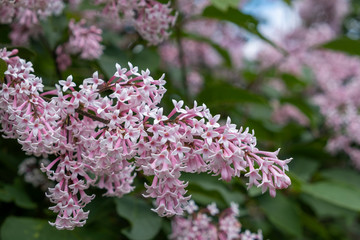 Ungarischer Flieder (Syringa josikaea)