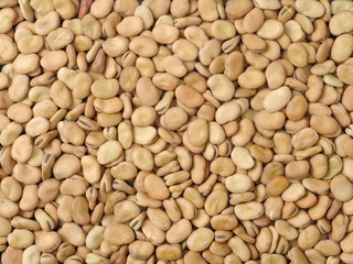 Pile of broad beans, background