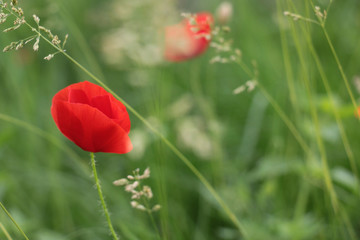 Obraz premium poppies blooming in the wild meadow