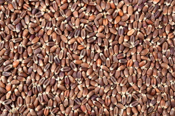 organic whole grain wheat kernels on white background