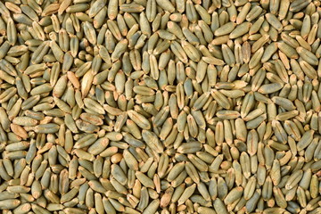 organic whole grain wheat kernels on white background