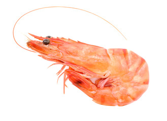 shrimps on a white background