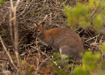 Bennetts Wallaby