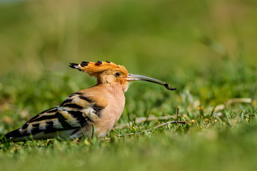 Cute bird Hoopoe. Nature background. Bird: Eurasian Hoopoe. Upupa epops.