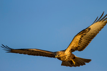 Flying buzzard. Blue sky background.