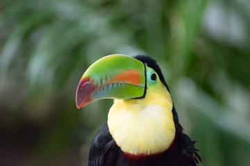 Tucan