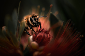 macro bee on red flower - Powered by Adobe