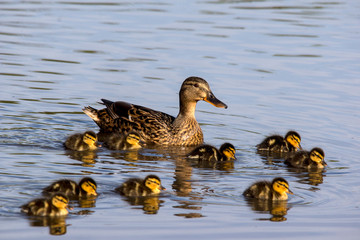 Wild duck (Anas platyrhynchos) family