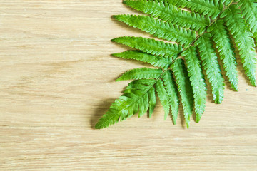 Naklejka premium Fern leaf on wood floor surface and text space