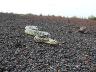 Pituiphis deppei