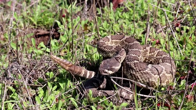 Southern Pacific Rattlesnake (Crotalus oreganus helleri)
