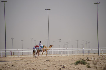 Man riding camel at race track in Qatar