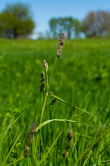 Spring grass