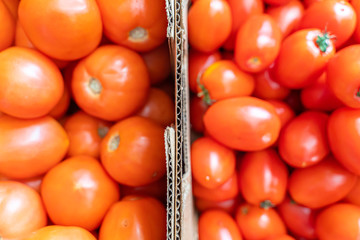 Two Boxes of ripe tomatoes side by side