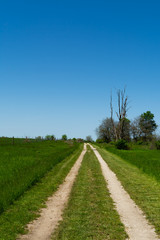 Road through the tallgrass prairie