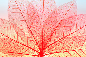 Skeleton leaf dry leaf isolated on white background