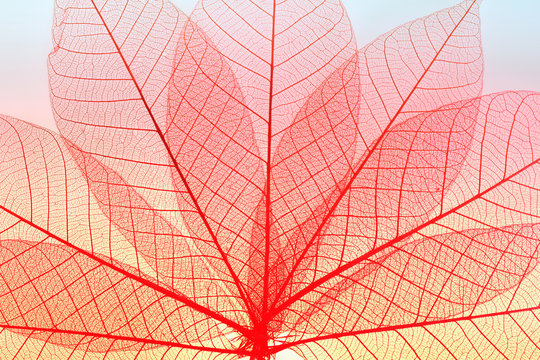 Skeleton leaf dry leaf isolated on white background © jes2uphoto