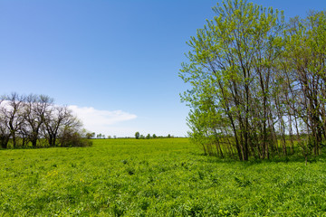 Fototapeta premium Open grass field