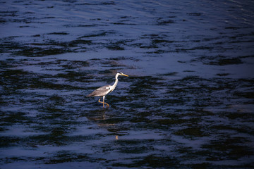 アオサギ　シラサギ　日没の海岸　大井埠頭