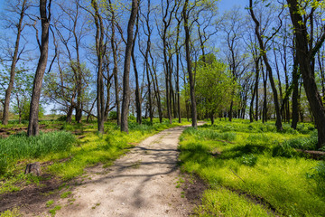 Trail through the woods