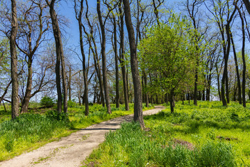 Trail through the woods