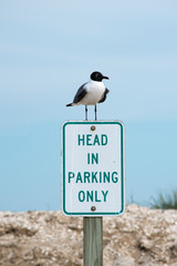 Laughing Gull on a Sign