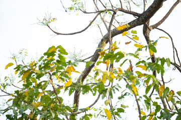 Black - naped oriole