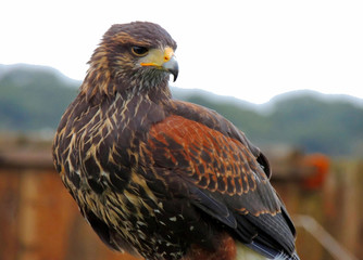 Falcon