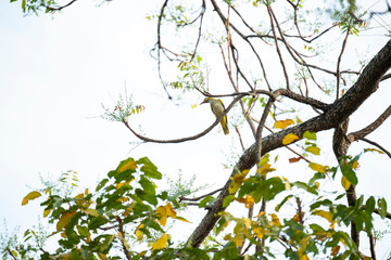 Black - naped oriole