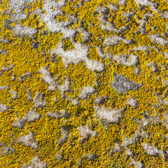 Bright yellow lichen on stone, close up