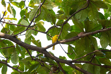 Black - naped oriole