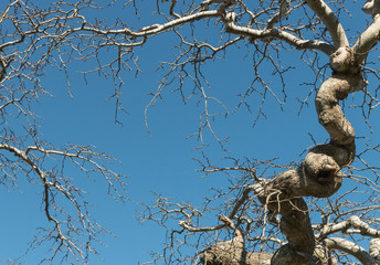 Blue sky copy space with Camperdown Elm, Ulmus glabra camperdownii