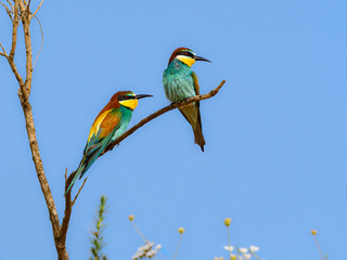 Two European Bee-Eaters Perched in Tree on Blue Sky in Spring