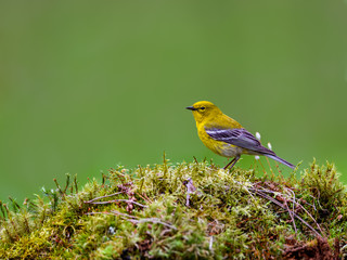 Pine Warbler Perched om Moss on Green Background