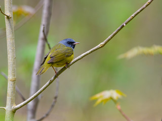 Mourning Warbler Perched in Tree in Spring