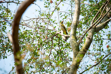 Black - naped oriole