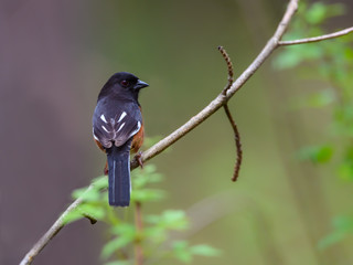 Male eastern towhee perched on tree branch in Spring