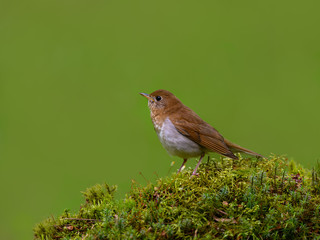 Veery Perched on a Log Covered in Moss on Green Background in Spring