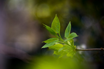 Budding leaves on a branch during spring