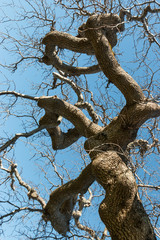 Three vertical corkscreww branches of Camperdown Elm, Ulmus glabra camperdownii