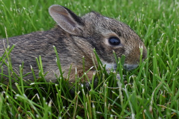 bunny